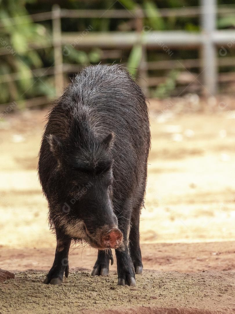 Casal de javalis descansando à sombra em um dia muito quente Imagem JPG