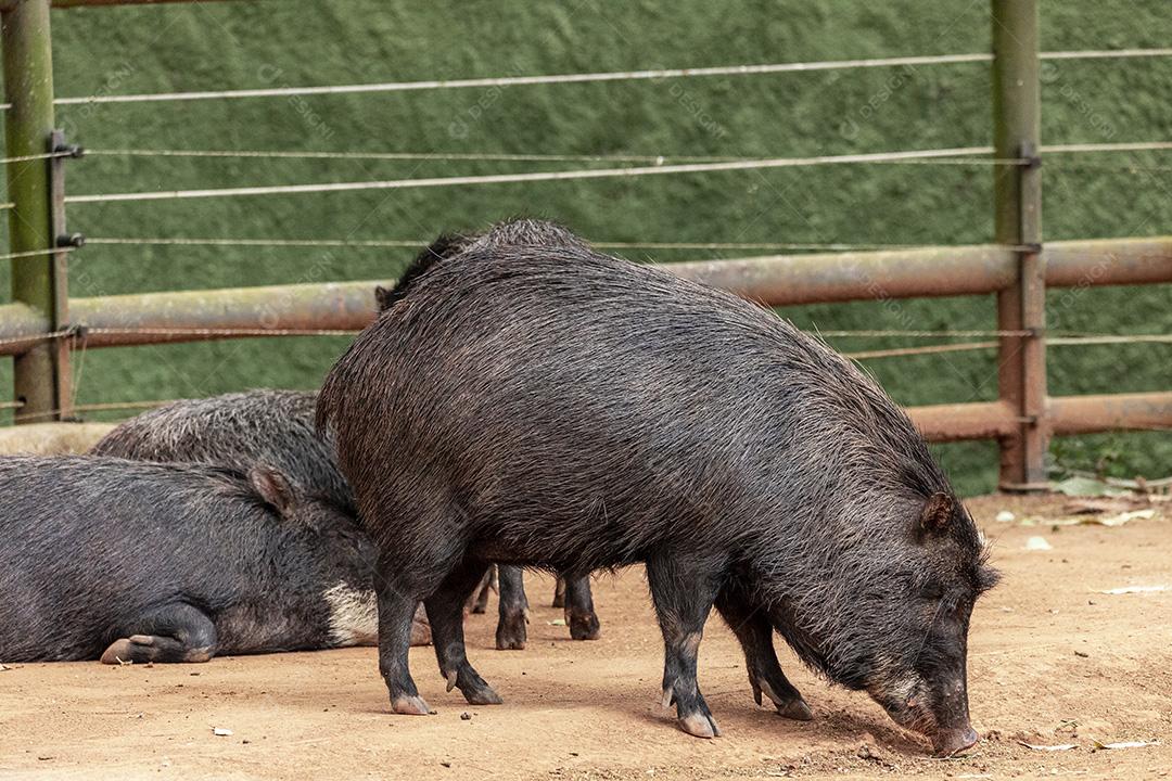 Casal de javalis descansando à sombra em um dia muito quente Imagem JPG