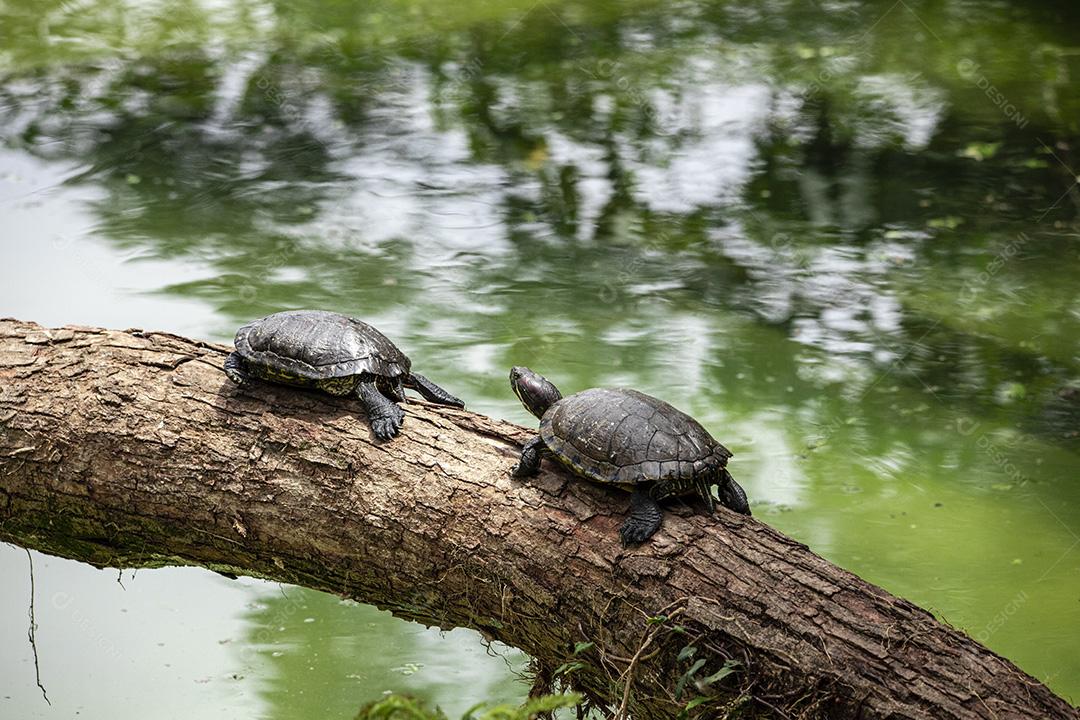 Fotos Tartaruga tigre tomando banho de sol no tronco de árvore no lago