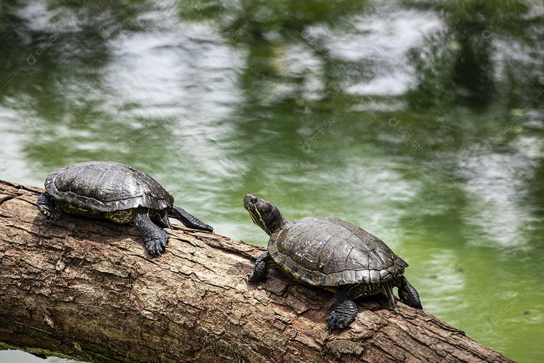 Pictures Tiger tortoise sunbathing on tree trunk in lake