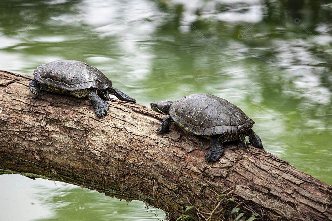 Fotos Tartaruga tigre tomando banho de sol no tronco de árvore no lago