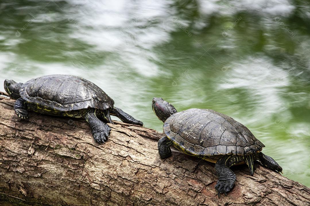 Fotos Tartaruga tigre tomando banho de sol no tronco de árvore no lago