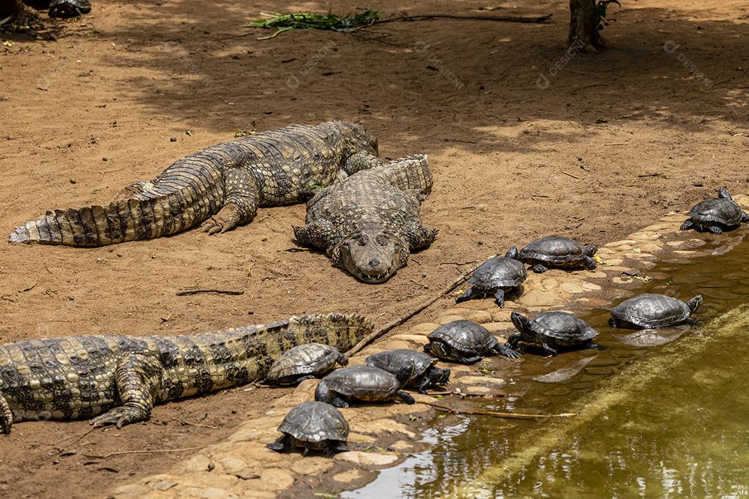 Jacarés pretos tomando sol junto com tartarugas Imagem JPG