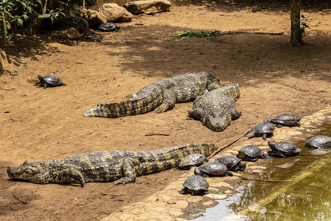 Jacarés pretos tomando sol junto com tartarugas Imagem JPG