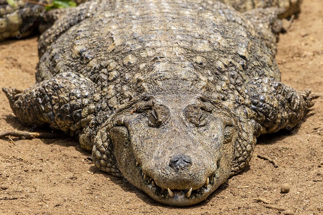 Closeup de jacaré preto tomando banho de sol Imagem JPG