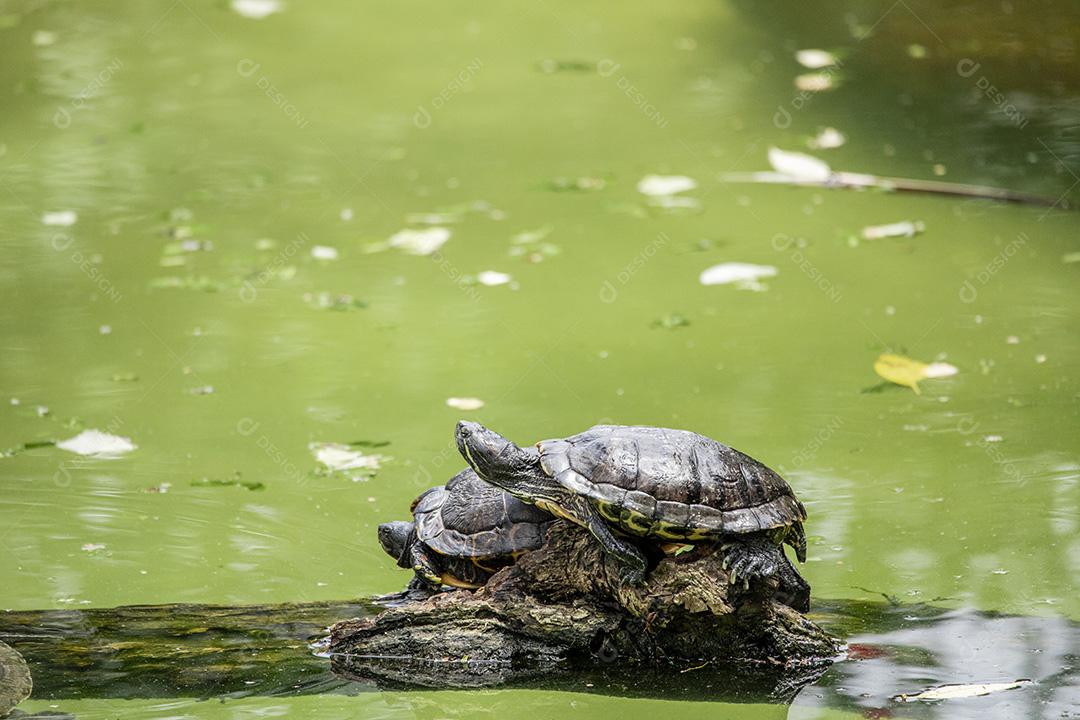 Fotos Tartaruga tigre tomando banho de sol no tronco de árvore no lago