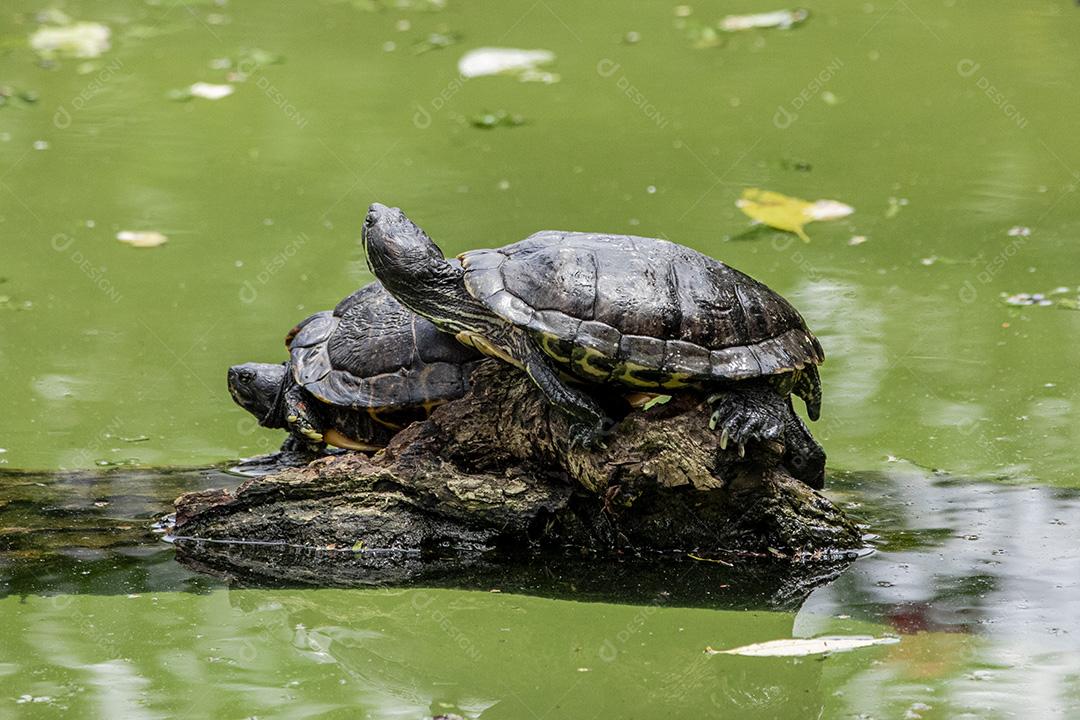 Fotos Tartaruga tigre tomando banho de sol no tronco de árvore no lago