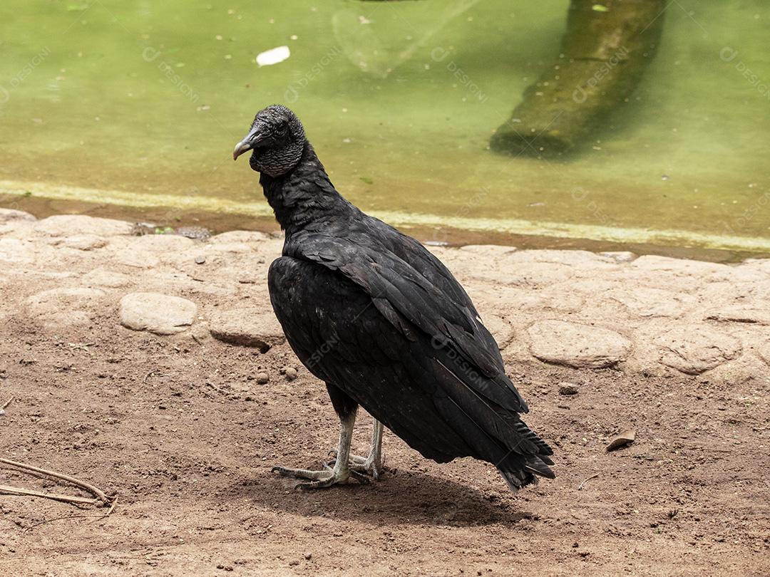 Fotos Abutre tomando banho de sol com um belo fundo de natureza