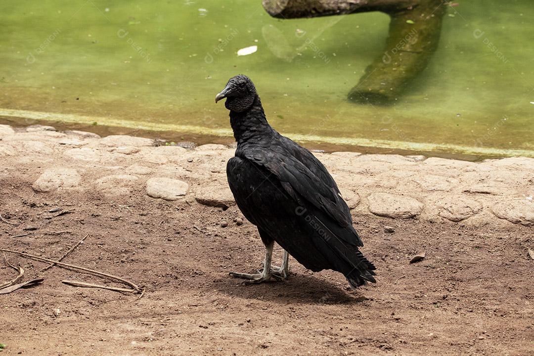 Fotos Abutre tomando banho de sol com um belo fundo de natureza