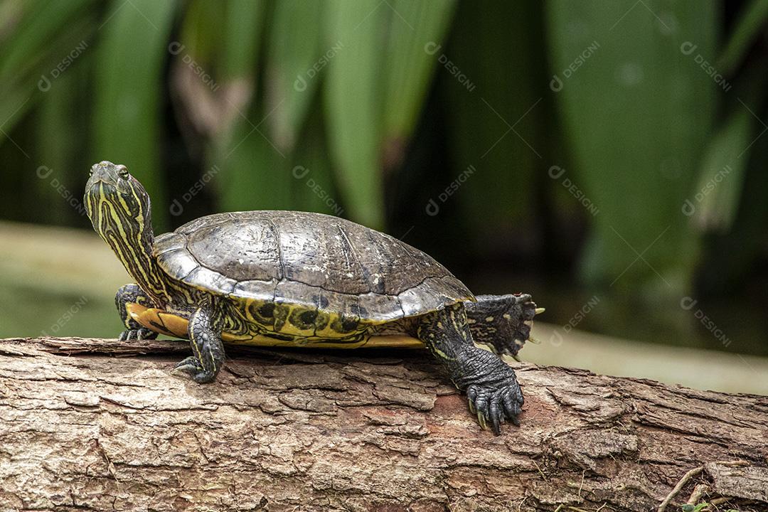 Fotos Tartaruga tigre tomando banho de sol no tronco de árvore no lago