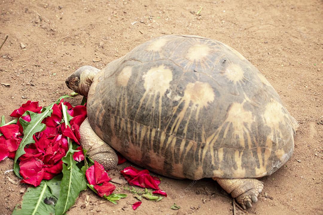 Tartaruga gigante de Aldabra comendo, tomando sol Imagem JPG