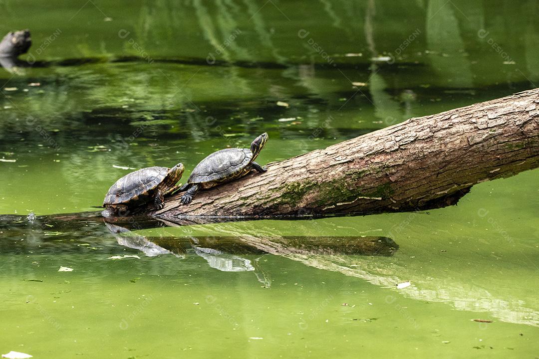 Fotos Tartaruga tigre tomando banho de sol no tronco de árvore no lago