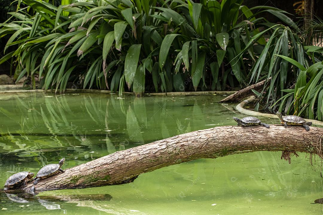 Tartaruga tigre tomando banho de sol no tronco de árvore no lago Imagem JPG