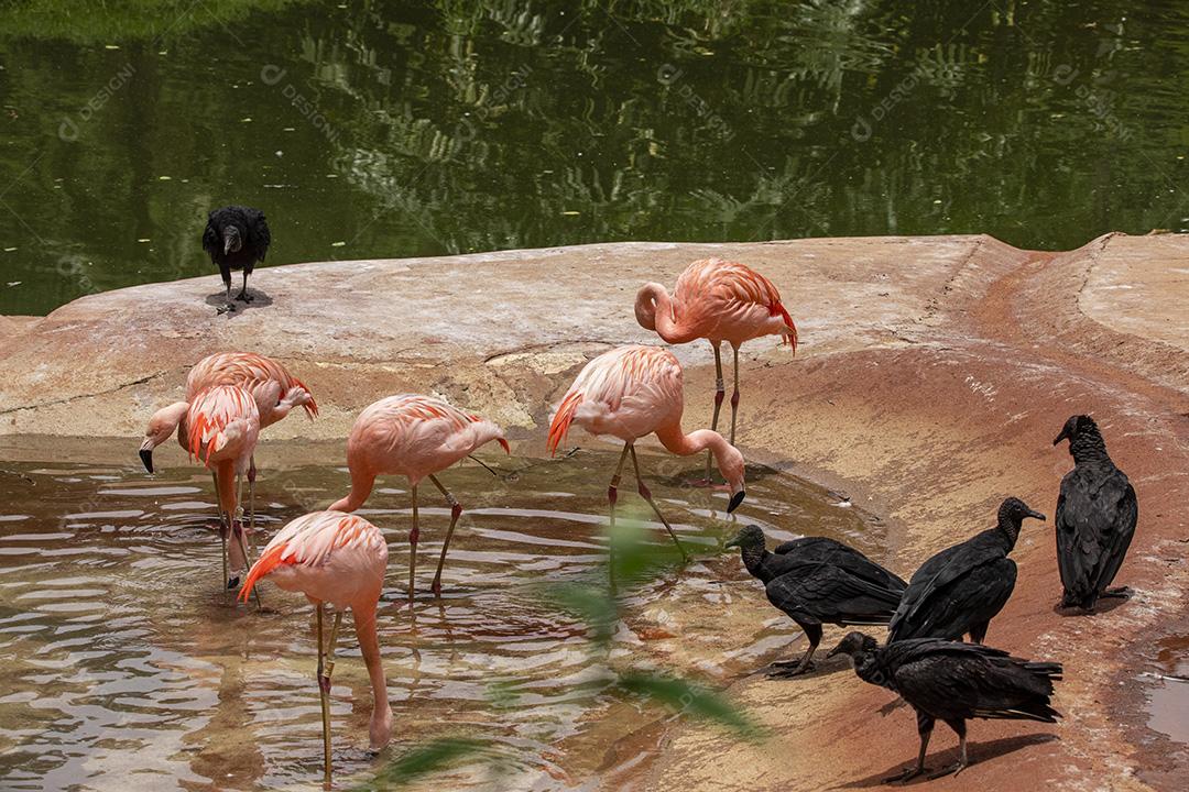 Flamingos closeup, cores maravilhosas, belos pássaros Imagem JPG