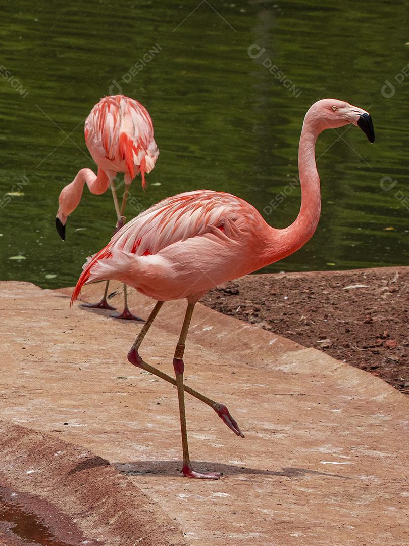 Flamingos closeup, cores maravilhosas, belos pássaros Imagem JPG