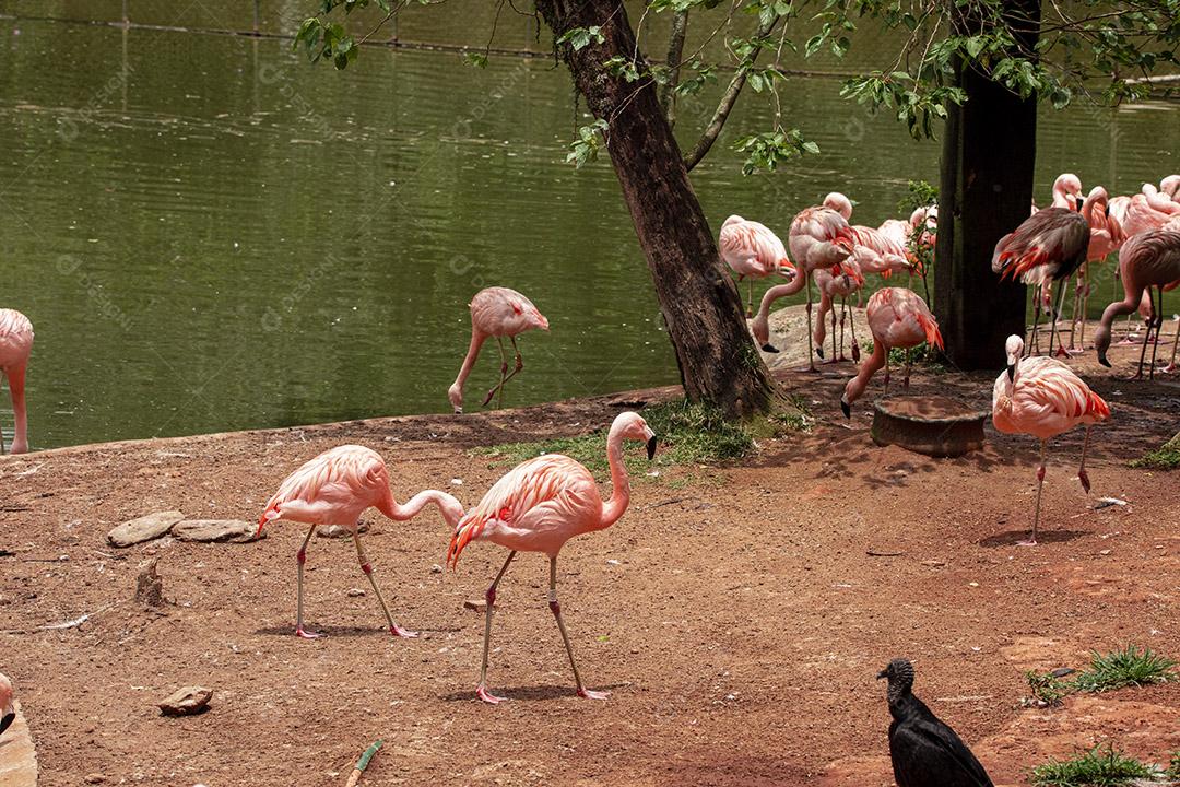 Flamingos closeup, cores maravilhosas, belos pássaros Imagem JPG