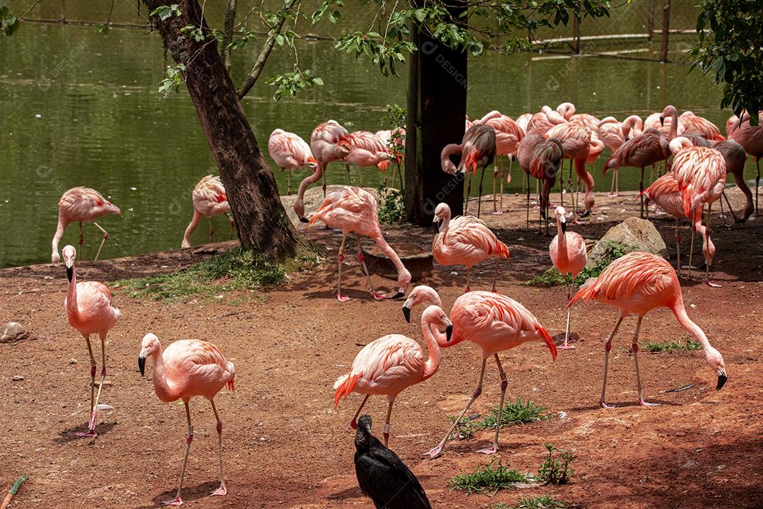 Flamingos closeup, cores maravilhosas, belos pássaros Imagem JPG