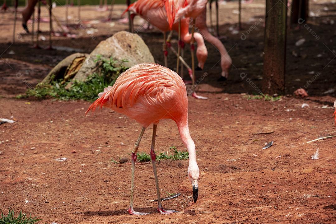 Flamingos closeup, cores maravilhosas, belos pássaros Imagem JPG