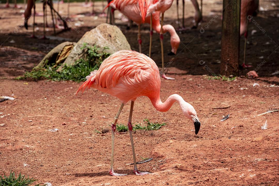 Flamingos closeup, cores maravilhosas, belos pássaros Imagem JPG