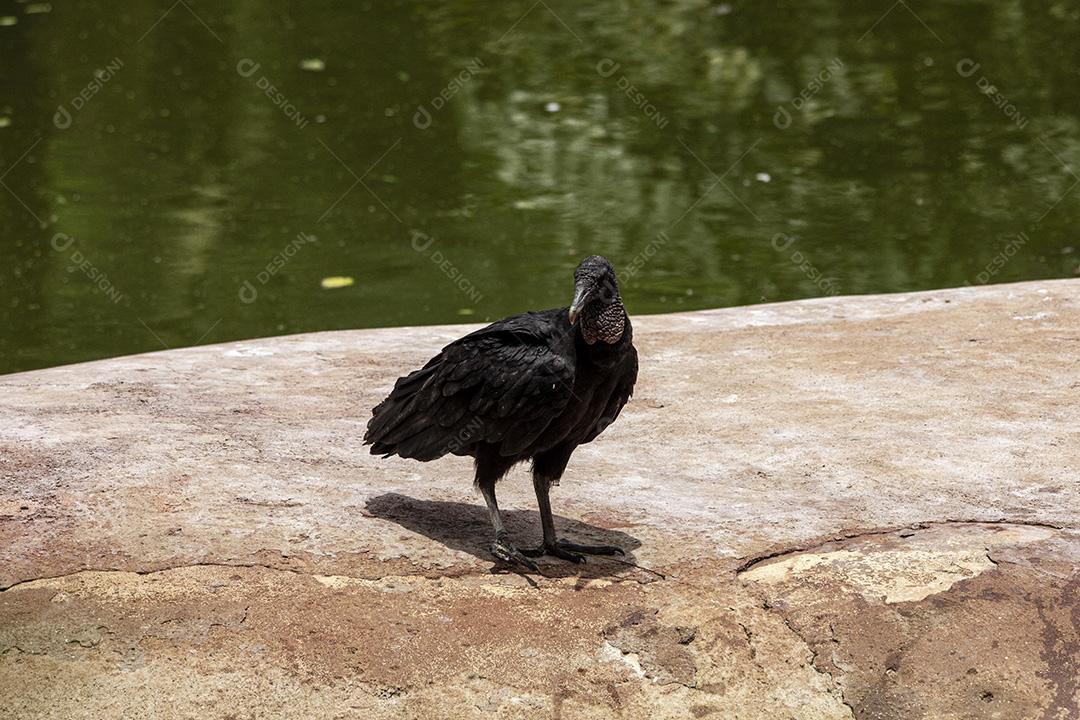 Fotos Abutre tomando banho de sol com um belo fundo de natureza