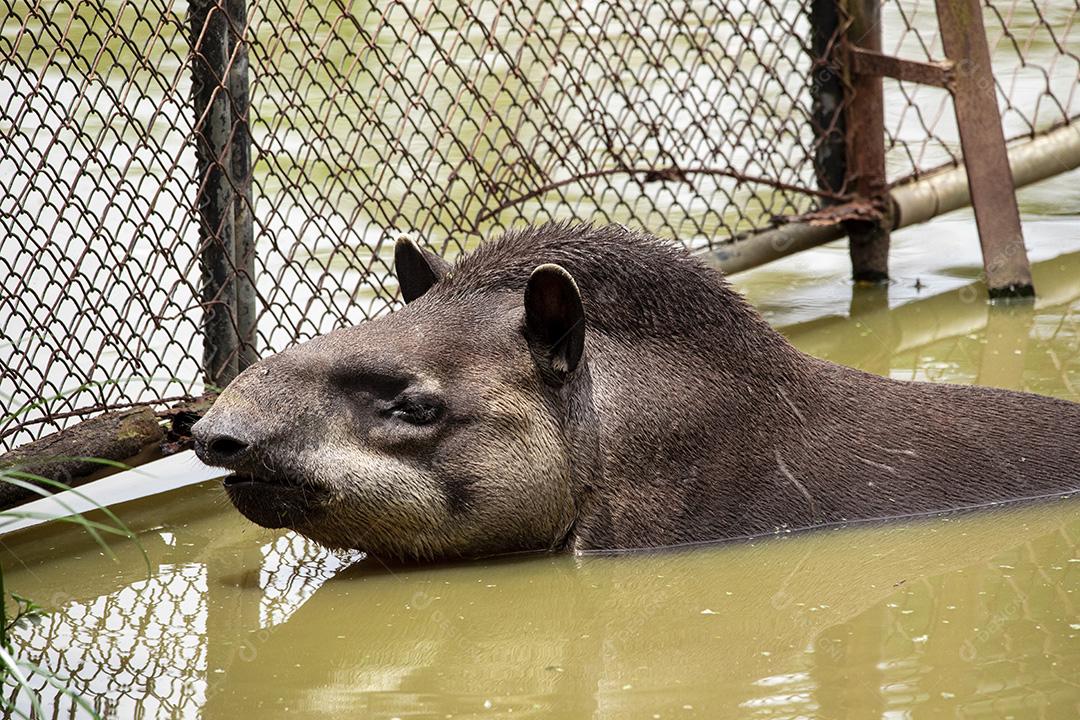 Closeup de anta se refrescando no lago Imagem JPG
