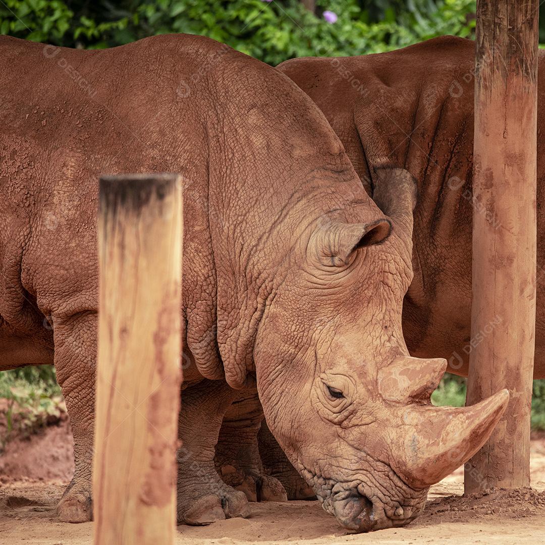 Fotos aproximada de rinoceronte em seu recinto no zoológico