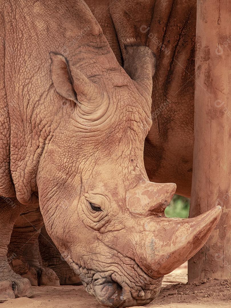 Fotos aproximada de rinoceronte em seu recinto no zoológico