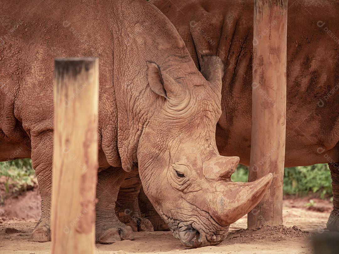 Fotos aproximada de rinoceronte em seu recinto no zoológico