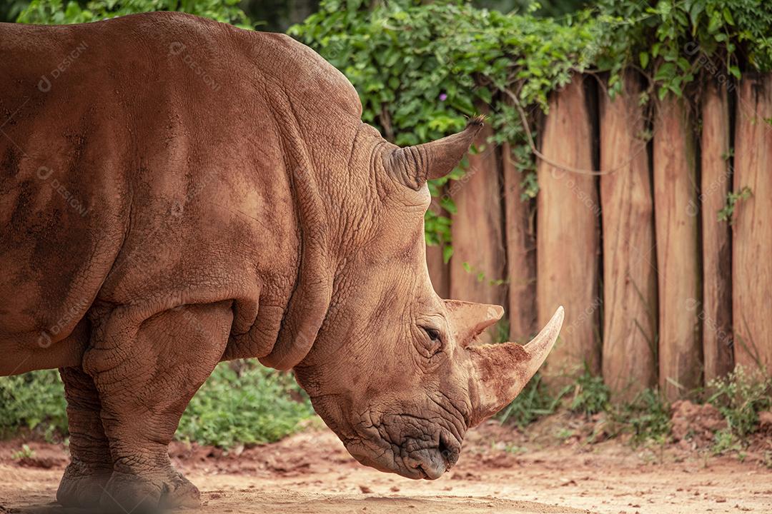 Fotos aproximada de rinoceronte em seu recinto no zoológico