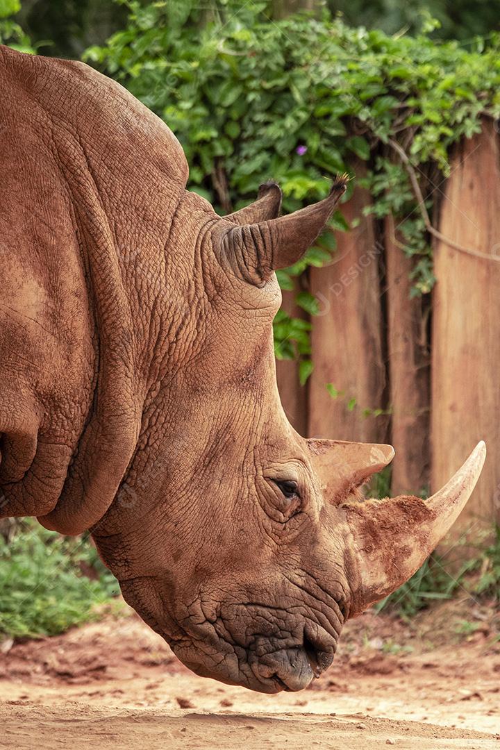 Fotos aproximada de rinoceronte em seu recinto no zoológico