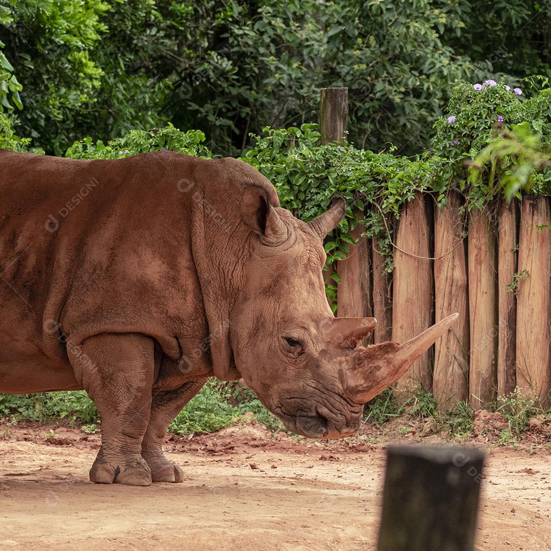 Fotos aproximada de rinoceronte em seu recinto no zoológico