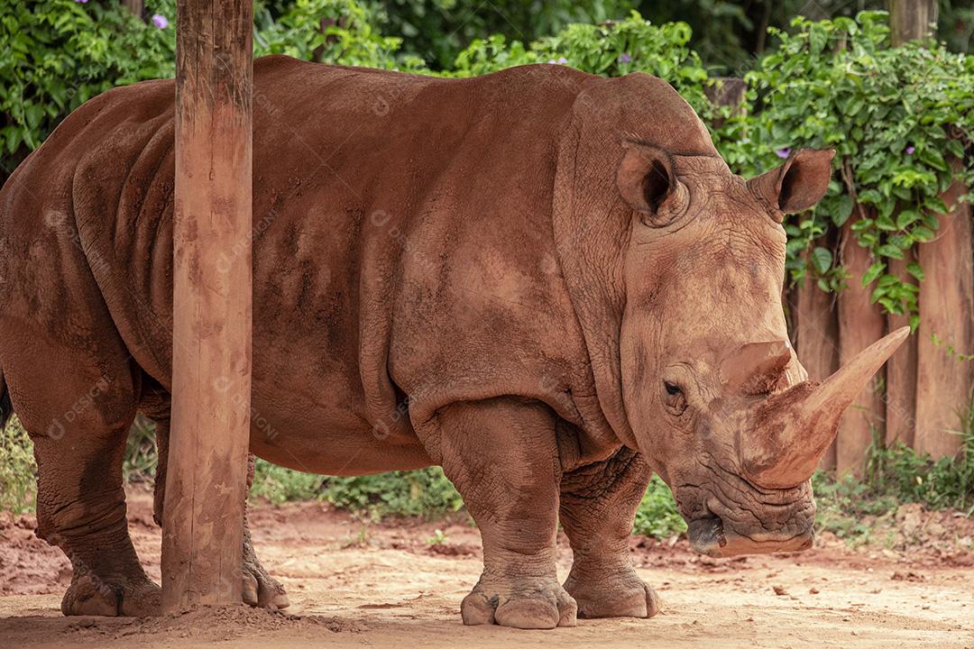 Fotos aproximada de rinoceronte em seu recinto no zoológico