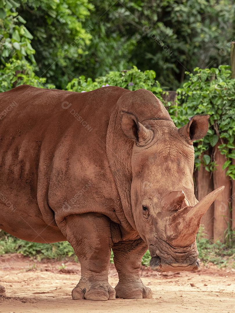 Fotos aproximada de rinoceronte em seu recinto no zoológico