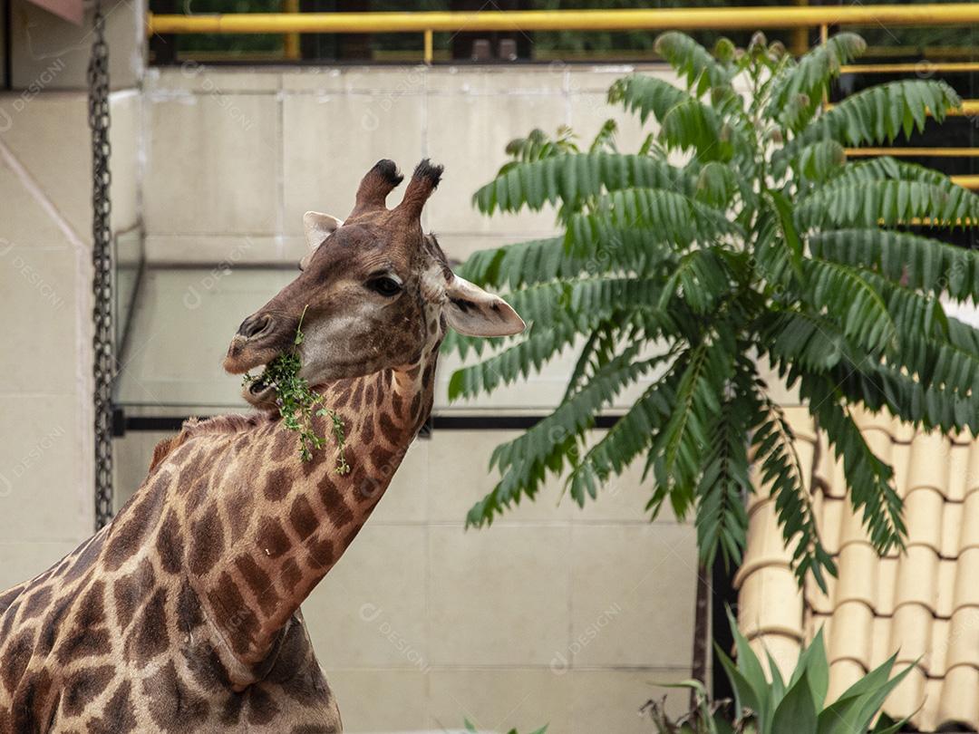 Closeup de alimentação de girafa. Lindo animal Imagem JPG