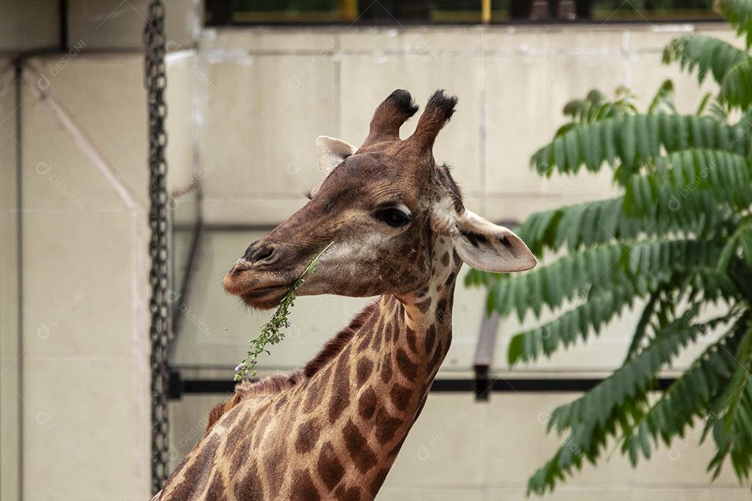 Closeup de alimentação de girafa. Lindo animal Imagem JPG