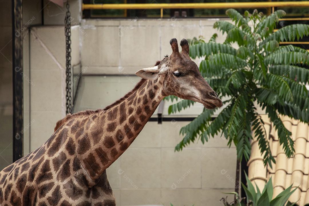 Closeup de alimentação de girafa. Lindo animal Imagem JPG