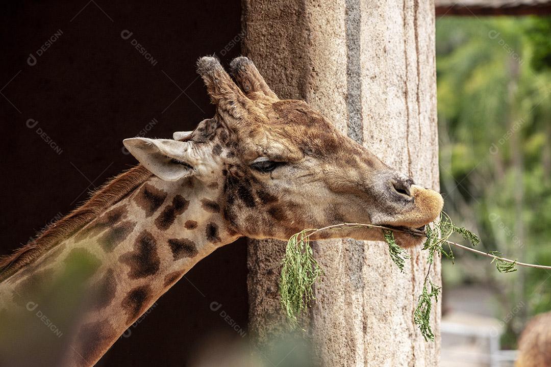 Closeup de alimentação de girafa. Lindo animal Imagem JPG