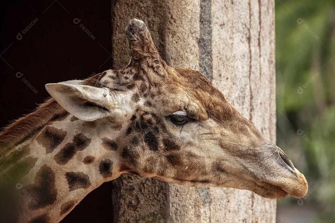 Closeup de alimentação de girafa. Lindo animal Imagem JPG