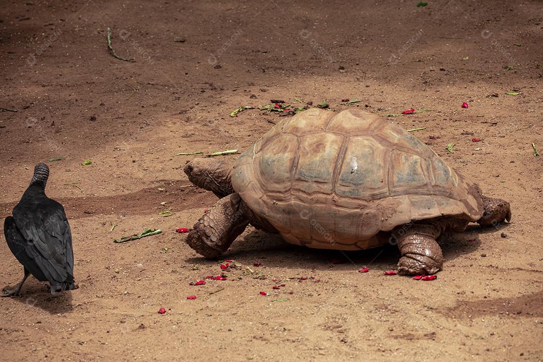 Tartaruga gigante de Aldabra comendo, tomando sol Imagem JPG