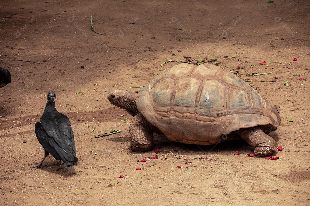 Tartaruga gigante de Aldabra comendo, tomando sol Imagem JPG