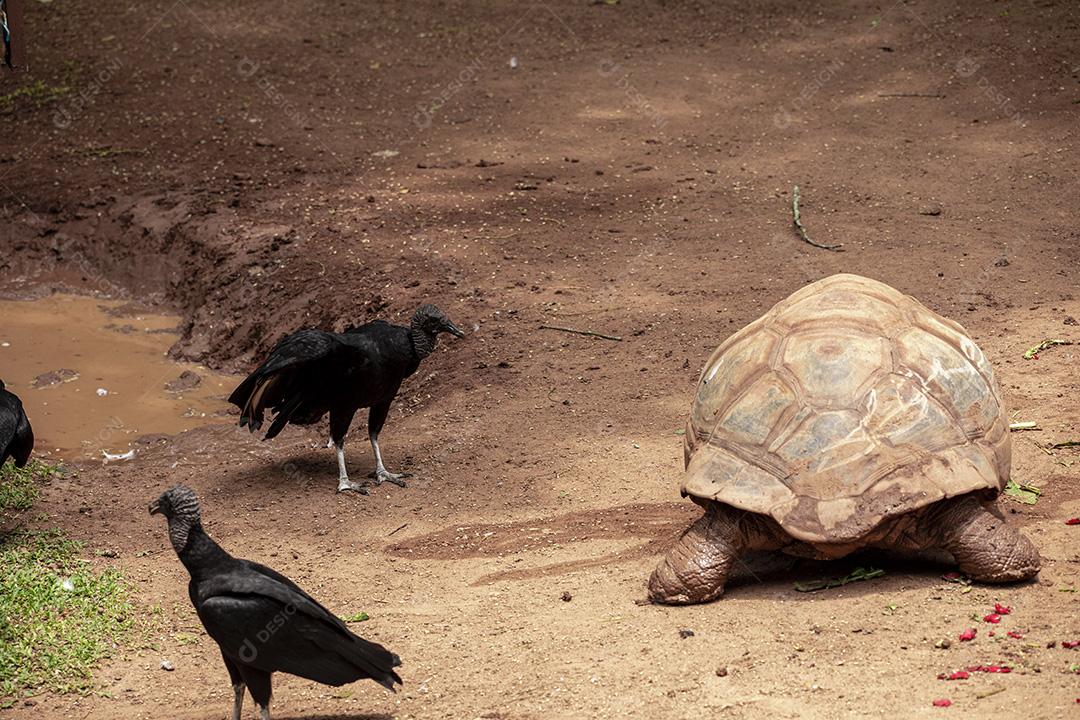 Tartaruga gigante de Aldabra comendo, tomando sol Imagem JPG