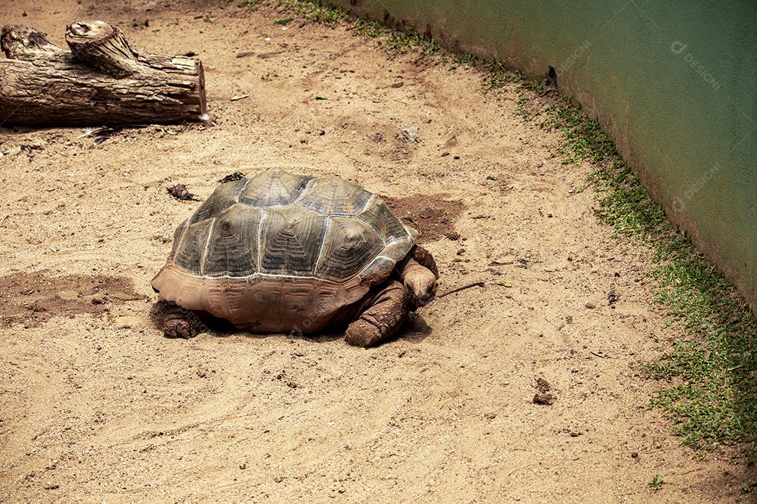 Tartaruga gigante de Aldabra comendo, tomando sol Imagem JPG