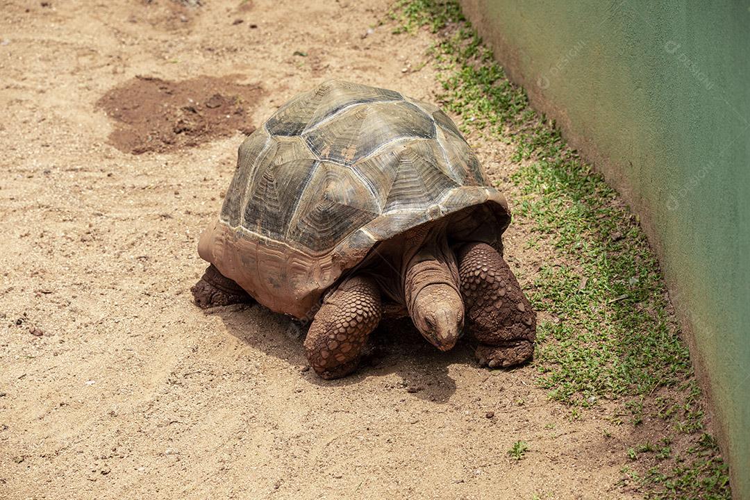 Tartaruga gigante de Aldabra comendo, tomando sol Imagem JPG