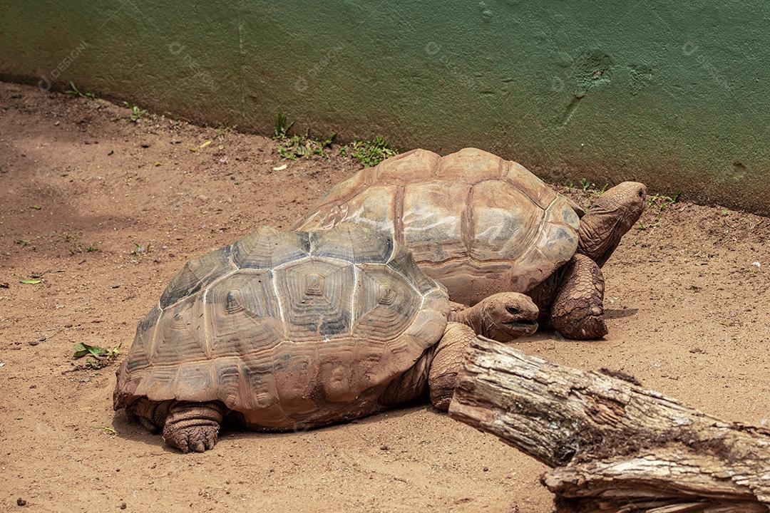 Tartaruga gigante de Aldabra comendo, tomando sol Imagem JPG