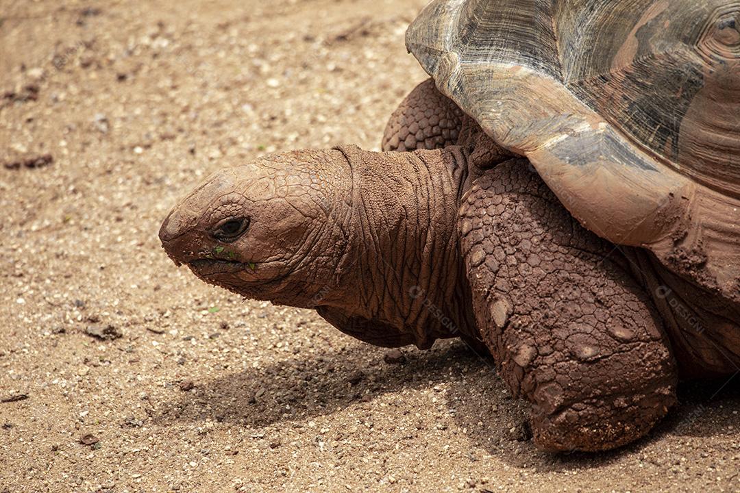 Tartaruga gigante de Aldabra comendo, tomando sol Imagem JPG