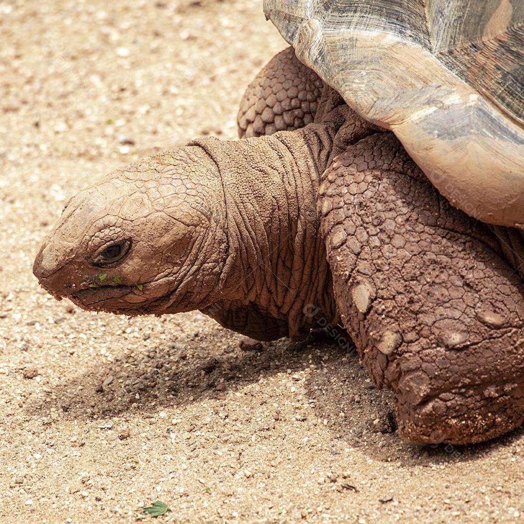 Tartaruga gigante de Aldabra comendo, tomando sol Imagem JPG