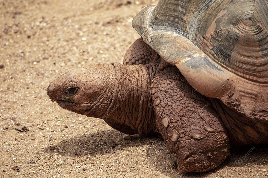 Tartaruga gigante de Aldabra comendo, tomando sol Imagem JPG