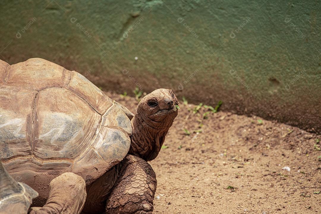 Tartaruga gigante de Aldabra comendo, tomando sol Imagem JPG