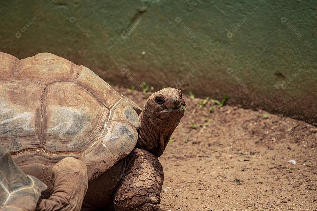 Tartaruga gigante de Aldabra comendo, tomando sol Imagem JPG