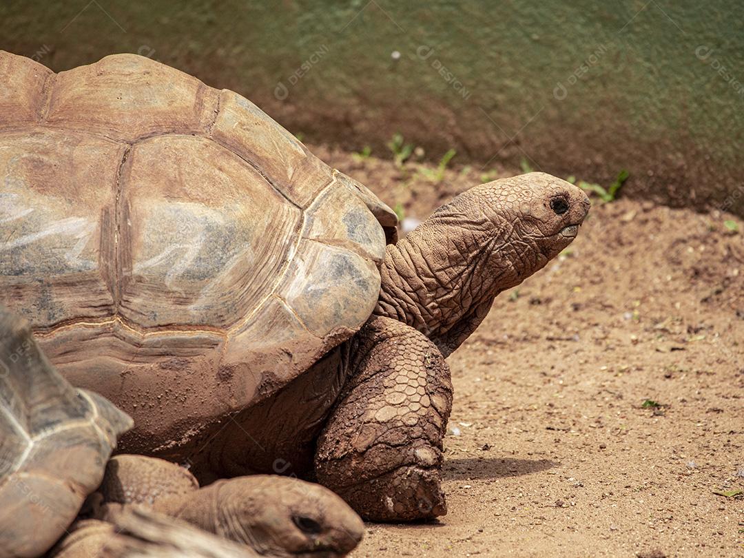 Tartaruga gigante de Aldabra comendo, tomando sol Imagem JPG